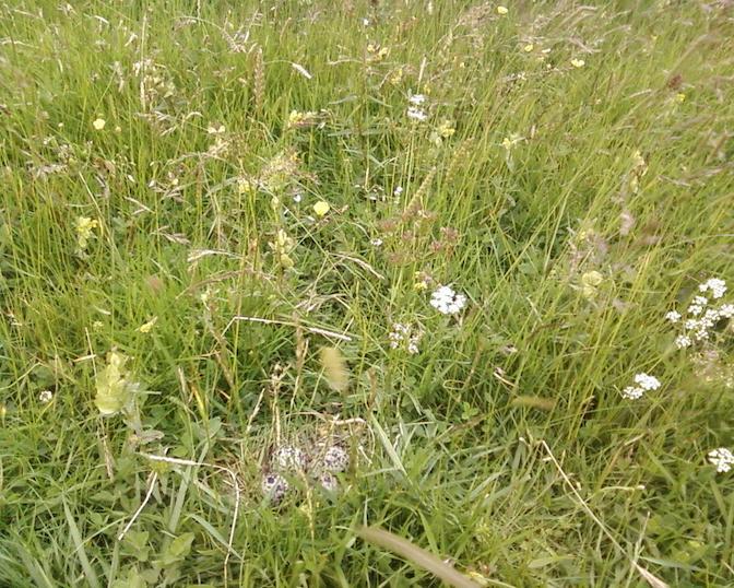 Bird eggs in a field