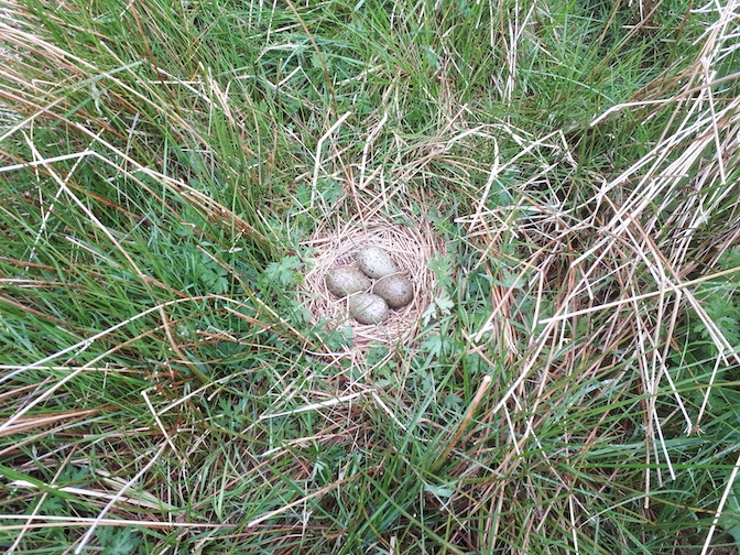 Curlew nest