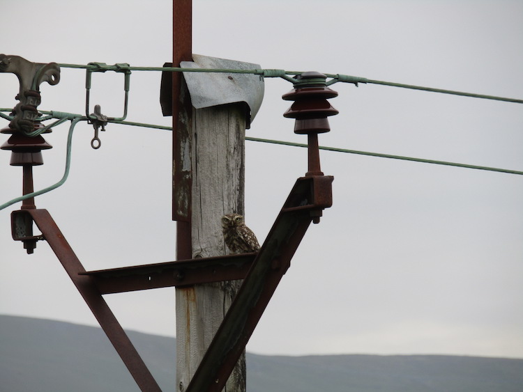 An owl on a telegraph pole