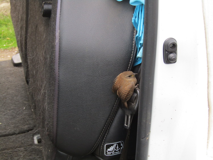 A wren in the side of a pick-up truck