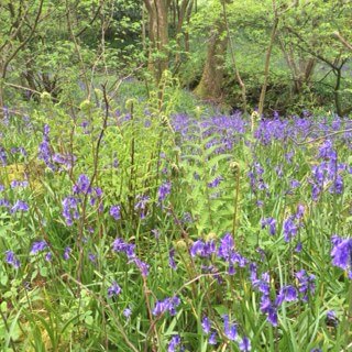 Bluebells